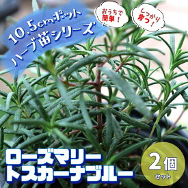 楽天市場 ベランダ菜園 セット 種類 植物 ローズマリー の通販