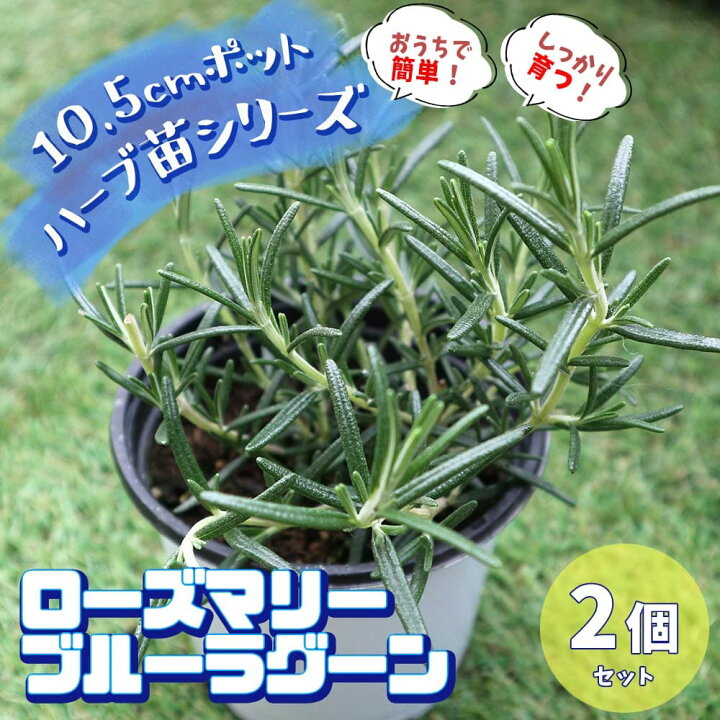 楽天市場 送料無料 ローズマリー ブルーラグーン おうちで簡単 育てやすい10 5cmポットハーブ苗シリーズ 根張り 大きさ 選別が良いので 育てやすい 生育簡単で初心者にもオススメのハーブシリーズです ガーデニングや家庭菜園に 植物販売のｉｔａｎｓｅ