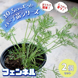 フェンネル 苗の人気商品 通販 価格比較 価格 Com