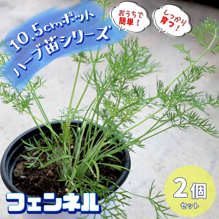 楽天市場 送料無料 フェンネル ハーブの苗 10 5cm お買い得2個セット おうちで簡単 育てやすい10 5cmポットハーブ苗シリーズ 根張り 大きさ 選別が良いので 育てやすい 初心者にもオススメのハーブシリーズです ガーデニングや家庭菜園に 植物