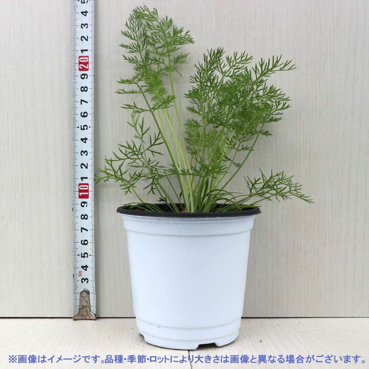 楽天市場 送料無料 フェンネル ハーブの苗 10 5cm お買い得2個セット おうちで簡単 育て やすい10 5cmポットハーブ苗シリーズ 根張り 大きさ 選別が良いので 育てやすい 初心者にもオススメのハーブシリーズです ガーデニングや家庭菜園に 植物