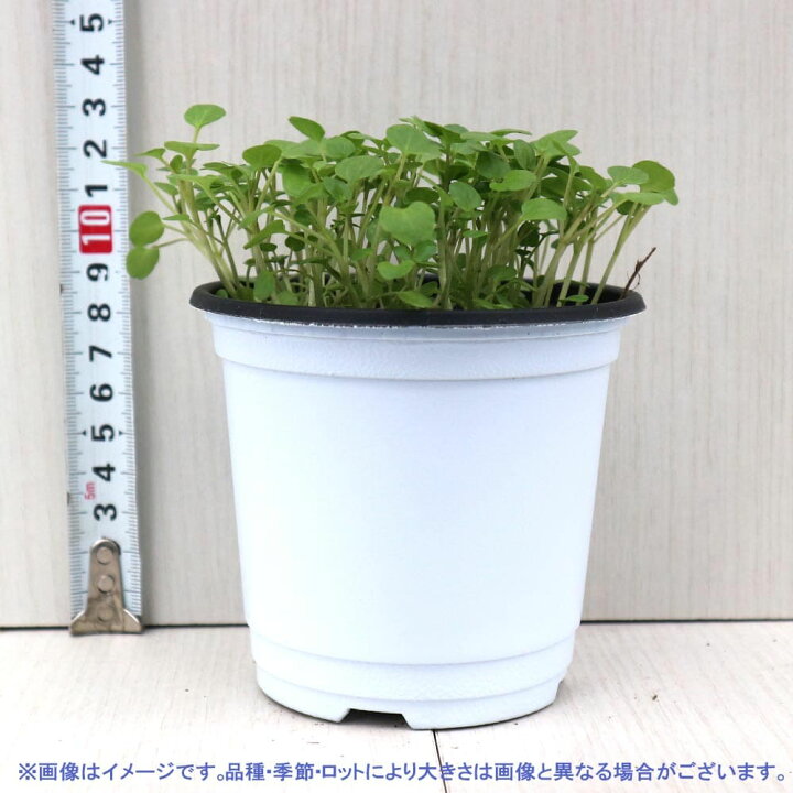 楽天市場 送料無料 クレソン ハーブの苗 10 5cm お買い得2個セット おうちで簡単 育てやすい10 5cmポットハーブ苗シリーズ 根張り 大きさ 選別が良いので 育てやすい 初心者にもオススメのハーブシリーズです ガーデニングや家庭菜園に 植物販売