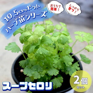 セロリ 苗の人気商品 通販 価格比較 価格 Com