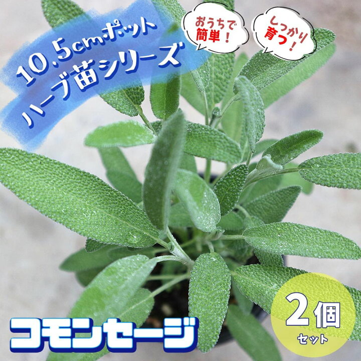楽天市場 送料無料 コモンセージ おうちで簡単 育てやすい10 5cmポットハーブ苗シリーズ ハーブの苗 10 5cm お買い得2個セット 根張り 大きさ 選別が良いので 育てやすい 生育簡単で初心者にもオススメのハーブシリーズ ガーデニングに 植物販売