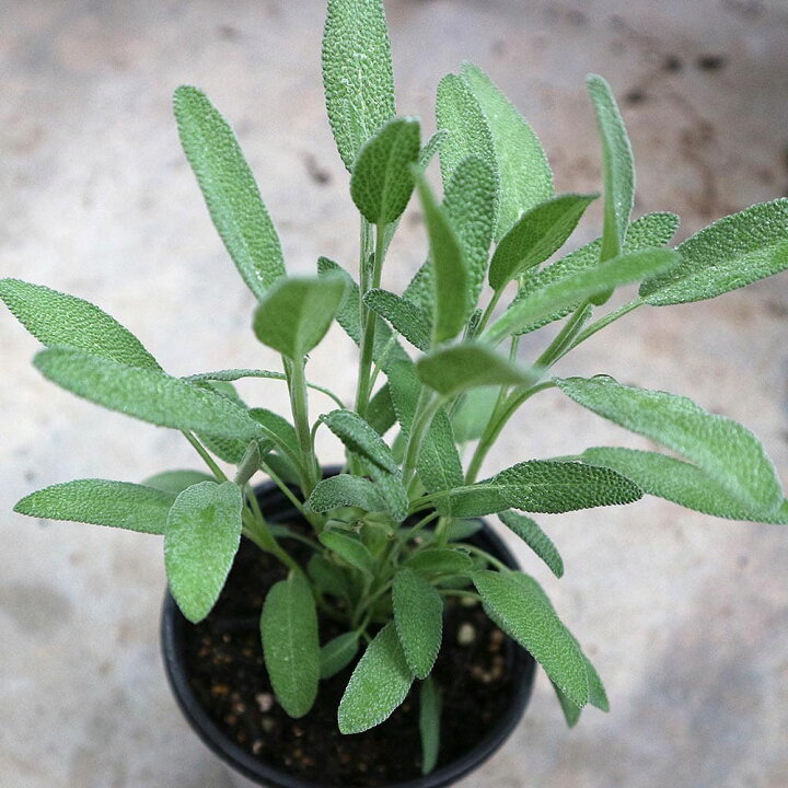 楽天市場 送料無料 コモンセージ おうちで簡単 育てやすい10 5cmポットハーブ苗シリーズ ハーブの苗 10 5cm お買い得2個セット 根張り 大きさ 選別が良いので 育てやすい 生育簡単で初心者にもオススメのハーブシリーズ ガーデニングに 植物販売