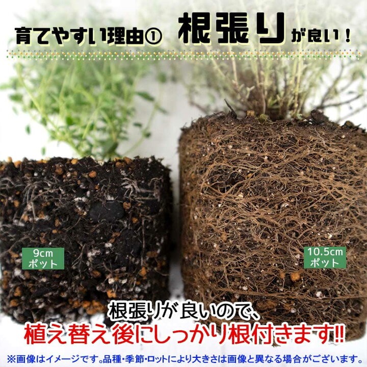 楽天市場 送料無料 おうちで簡単 育てやすい10 5cmポットハーブ苗シリーズ モロッカンミント ハーブの苗 10 5cm お買い得2個セット 根張り 大きさ 選別が良いので 育てやすい 生育簡単で初心者にもオススメのハーブシリーズ ガーデニングに 植物