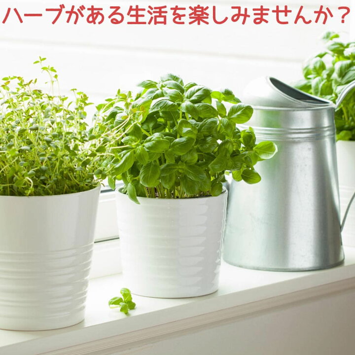 楽天市場】【送料無料】人気のハーブ苗 おまかせハーブ 3個セット+資材セット(白)【おうちで簡単!育てやすい10.5cmポットハーブ苗シリーズ!】根張り・大きさ・選別が良いので育てやすい!生育簡単で初心者にもオススメ!ガーデニングや家庭菜園に!【お好きなテーマを ... 楽天市場】【送料無料】人気のハーブ苗 おまかせハーブ 3個セット+資材セット(白)【おうちで簡単!育てやすい10.5cmポットハーブ苗シリーズ!】根張り・大きさ・選別が良いので育てやすい!生育簡単で初心者にもオススメ!ガーデニングや家庭菜園に!【お好きなテーマを ...