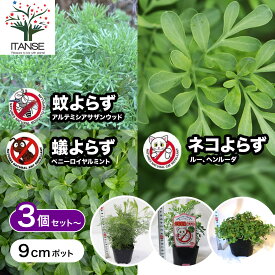 【送料無料】蚊よらず ネコよらず アリよらず 3号ポット 忌避ハーブ 忌避 ハーブ 虫除けハーブ 虫よけ 蚊よけ 虫除けに効く 猫除け 苗 送料無料 即納 翌日配送