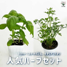 【送料無料】大人気！お買い得！選べるハーブセット ハーブ苗9〜10.5cmポット イタリアンパセリ苗 スイートバジル苗 青じそ苗 など 送料無料 即納