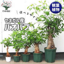 楽天市場】アフリカ 木 バオバブの通販
