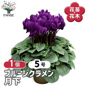 �y���������z�V�N������ ���� �ԕc �J�Ԋ�5�� ��ʋ����� 1���� �V�N������ �J�K���r�o�i �t�����[ �T�N���\�E�� �V�N�������� �J�Ԋ� �K�[�f���V�N������ ���N�� Cyclamen persicum �������� 