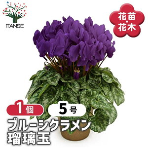 �y���������z�V�N������ �ڗ��� �ԕc �J�Ԋ�5�� ��ʋ����� 1���� �V�N������ �J�K���r�o�i �t�����[ �T�N���\�E�� �V�N�������� �J�Ԋ� �K�[�f���V�N������ ���N�� Cyclamen persicum ��������