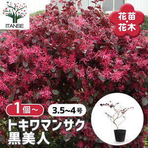 yzgL}TN l Ԗؕc  3.5`4|bg 1 Loropetalum chinense Ֆ Ֆ J[[t Ƃ܂񂳂  t  [