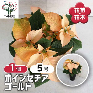 yz|CZ`A S[h 5 1 Ԗؕc NX}X  Poinsettia Pulcherrima gE_COT [tHrA VEWE{N ԕc Ԃ̕c ƒ؉ K[fjO v^[ C
