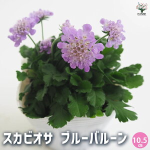 yz XJrIT u[o[ y ԕc 3.5 z }cV\E u[o[ Blue Balloon 񂹐A