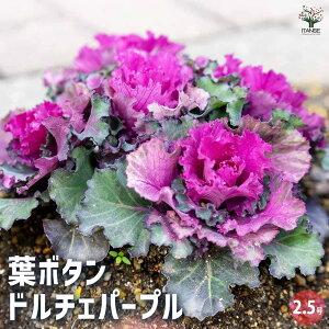 y}\N[|zzz t{^ h`Fp[v y ԕc 2.5 z n{^̕c tO t{^ t{^̕c Y  K[fjO Mtg v[g