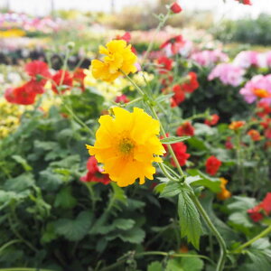 yz QE S[h{[ y ԕc 3.5 z ԕc Ԃ̕c  c K[fjO