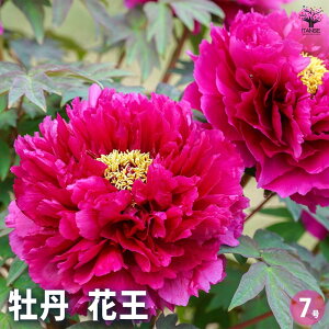 ySSԑSi10OFFzO ԉ y ԕc 7^1 z Ԃ̉ Ԃ̕c   ؉ ؂ Ԗ   뉀  A Ă₷ 񂹐A K[fjO