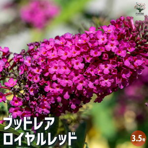 yzubhA Cbh y ԕc 3.5 z ԕc Ԃ̕c ubhA ubgA A nA j ĕ Ă₷