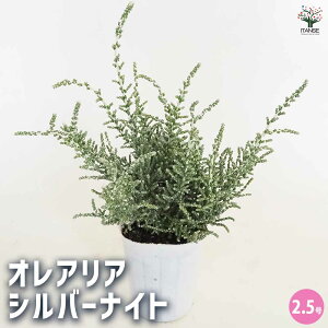 y}\N[|zzzIAA Vo[iCg y Ԗؕc 2.5 z ԕc Ԃ̕c J[[t [tvc IAA [tvc