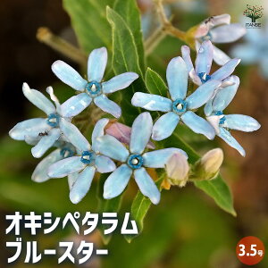 【送料無料】オキシペタラム ブルースター 【 花苗 3.5号 】 ルリトウワタ 瑠璃唐綿 Oxypetalum シルバーリーフ 花苗 お花の苗 花 生け花 切花 切り花 花木 庭木