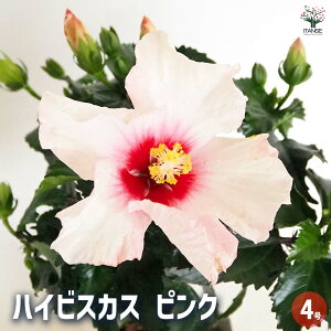 ySSԑSi10OFFznCrXJX sN y Ԗؕc 4^1 z nCA Hibiscus An AA K MщԖ c c Ԃ̕c A
