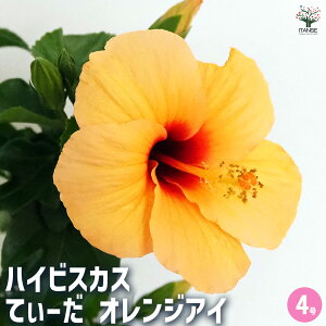 ySSԑSi10OFFznCrXJX Ă[ IWAC y Ԗؕc 4^1 z nCA Hibiscus An AA K MщԖ c c Ԃ̕c A