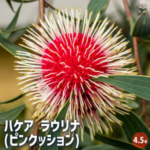 yznPA Ei(sNbV) y Ԗؕc 4.5^1 z I[W[vc I[XgAA Hakea laurina V{c[ LO Ԗ c c