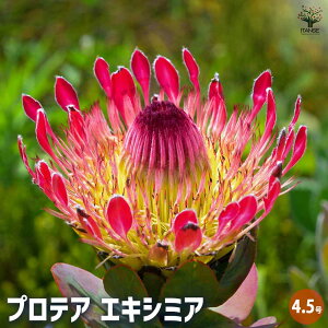 yzveA GLV~A y Ԗؕc 4.5^1 z ʂꂽ^̑䚂̍؂ȉԁIԎƂĂǂԊy߂܂I