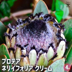 yzveA lCtHA N[ y Ԗؕc 4^1 z ʂꂽ^̑䚂̍؂ȉԁIԎƂĂǂԊy߂܂I