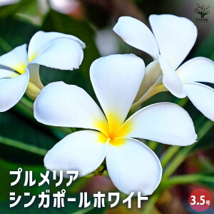 プルメリア 花 鉢植え」の人気商品一覧 | 安い商品を通販サイトから 