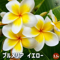 楽天市場】プルメリア 苗木の通販