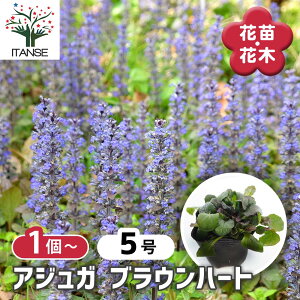 【送料無料】アジュガ ブラウンハート 【 花苗 3号 】 アユガ 西洋キランソウ 十二単 西洋十二単 Ajuga reptans Burgundy Glow ガーデニング