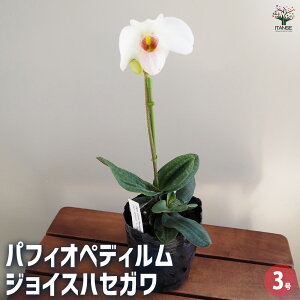 yzptBIyfB WCXnZK y ԕc 3^1 z Ԗ؂̕c ԕc Ԃ̕c  c Paphiopedilum