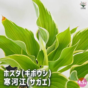 yzzX^(M{EV) ͍](TKG) y Ԗؕc 4.5^1 z ԕc h 뉀  [ ڂ LWJNV E[c M{EV N