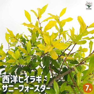 【マラソン期間★ポイント5倍】西洋ヒイラギ サニーフォスター 【 花木苗 7号/1個売り 】 正月飾り 縁起物 魔除け 鬼門除け 黄金葉 イレックス アメリカヒイラギ ガーデニング