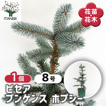 通販 スーパー ブルー プンゲンストウヒ ホプシー 特大良形 ピセア 