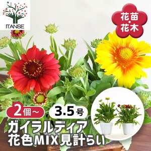 y}\ԁPAbvzKCfBA ԐFMIXv炢 y ԕc 3.5 z Vle Gaillardia ejMN Ԃ̕c   ؉ ؂ Ԗ   뉀