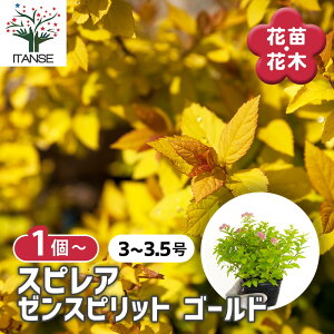 yzXsA(VcP) [Xsbg S[h y Ԗؕc 3`3.5 z Ԗؕc Ԗ؂̕c XvA VcP Mtg 蕨 v[g A A