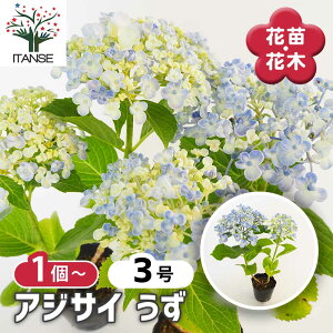 【送料無料】アジサイ うず 【 花木苗 3号 】 あじさい苗 あじさい アジサイ苗 アジサイの苗 紫陽花