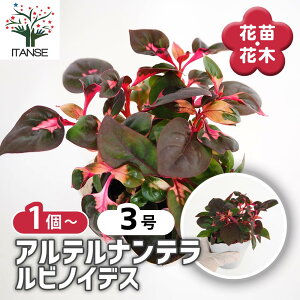 yzAeie rmCfX y ԕc 3 z Ԃ̕c   ؉ ؂ Ԗ   뉀  A Ă₷