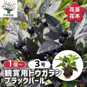 yzϏܗpgEKV ubNp[ y Ԗؕc 3 z V{c[ LO Ԗ c c Ԃ̕c A nA A x_ K[fjO Ԓd 뉀 v[g