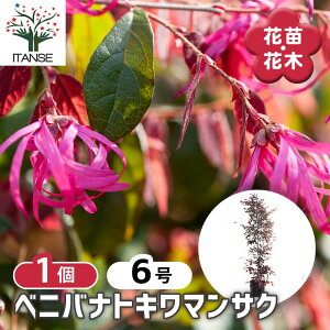 yz xjoigL}TN y Ԗؕc 6^1 z Ֆ Ֆ V{c[ LO Ԗ c c Ԃ̕c A nA A x_ K[fjO Ԓd 뉀