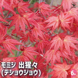 yz ~W(JGf)̕c óX(fVEWE) y Ԗؕc 6^1 z ؂̕c A؂̕c JGf Z mEV ~W gt JGf  ~W̕c gt̕c ł̕c 