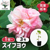 楽天市場】酔芙蓉 苗の通販