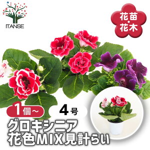 yzOLVjA ԐFMIXv炢 y ԕc 4 z IICM\E ˑr[h Ԃ̕c   ؉ ؂ Ԗ   뉀  A Ă₷