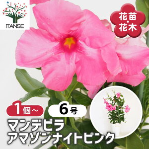 yz}fr A}]iCgsN y ԕc 6^1 z Ԗ Ԃ̕c Ԗ؂̕c N c