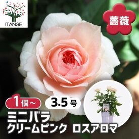【送料無料】ミニ薔薇 クリームピンク ロスアロマ 【 花木苗 3.5号 】 バラ苗 バラの苗 薔薇苗 薔薇の苗 花苗 花の苗 ローズガーデン イングリッシュガーデン rose バラ園　フラワーガーデン