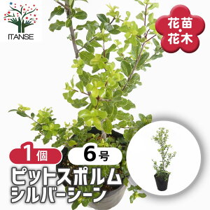 yz sbgX| Vo[V[ y Ԗؕc 6^1 z A A؂̕c J[[t  ؂̕c sbgX|  Pittosporum tenuifolium