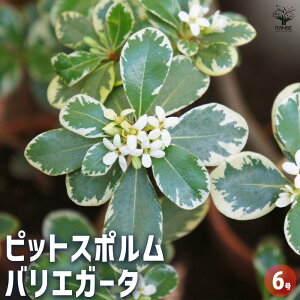 yz sbgX| oGK[^ y Ԗؕc 6^1 z A A؂̕c J[[t  ؂̕c sbgX|  Pittosporum tenuifolium